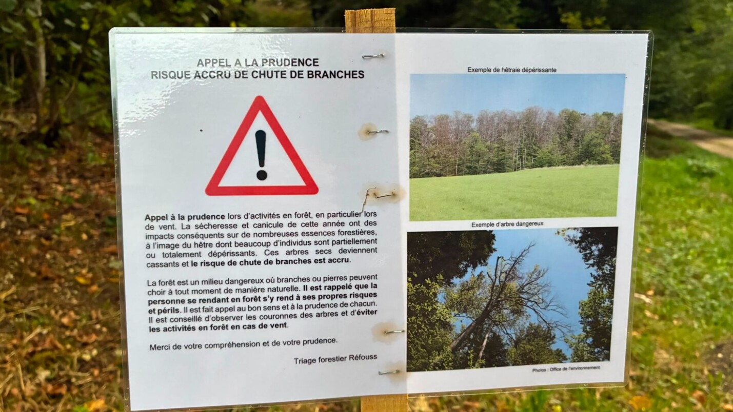 Risque chutes d'arbres