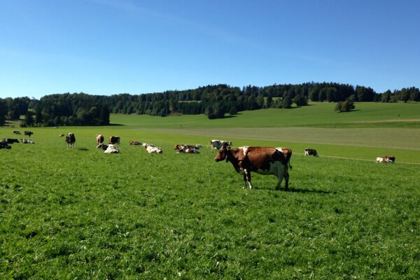 Von Weiler zu Weiler