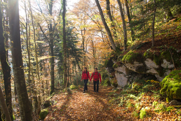 Weidelandschaft am Ufer des Doubs