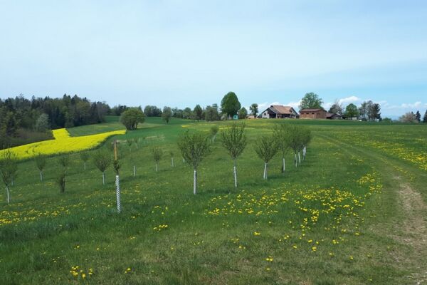 Roc aux Corbeaux  ̶  Aussichtspunkt Rabenfelsen