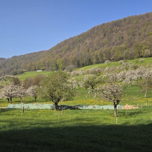 Vergers en fleurs